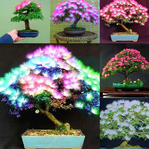 Flower Seeds, Seeds,Seeds For Planting,Plant Seeds