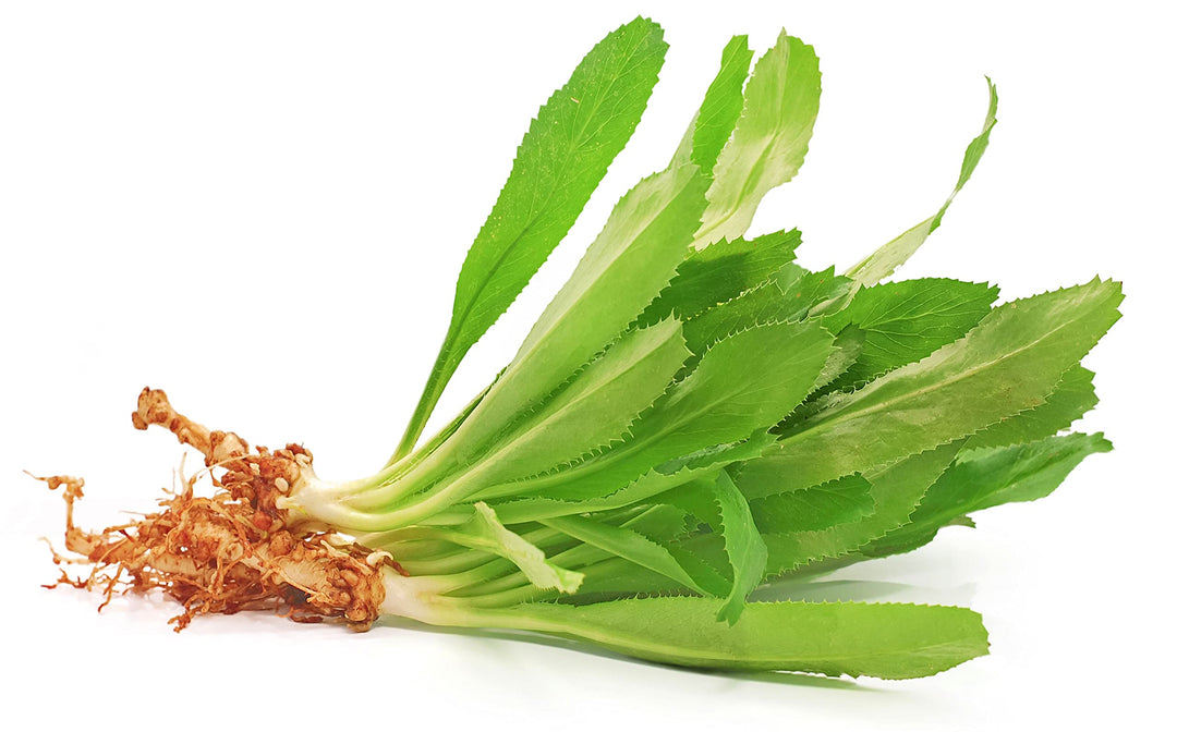 Eryngium Foetidum Herb Seeds for Planting – Heirloom, Non-GMO, Organic Garden Seeds with High Germination