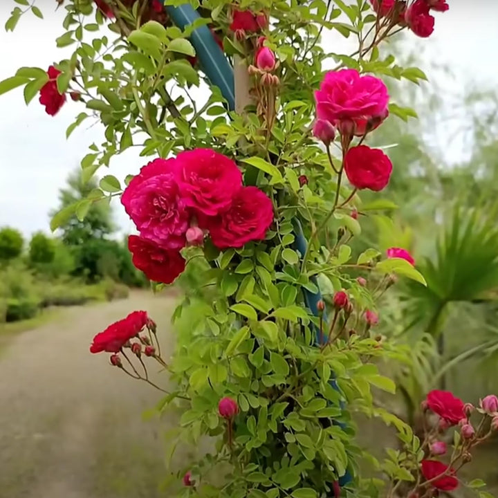 Pink Red Climbing Rose Flower Seeds for Planting – Heirloom, Non-GMO, Organic Garden Seeds, High Germination