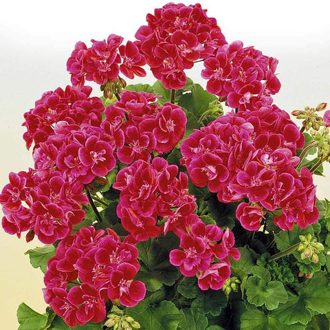 Flower Seeds, Seeds,Seeds For Planting,Plant Seeds
