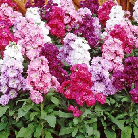 Flower Seeds, Seeds,Seeds For Planting,Plant Seeds