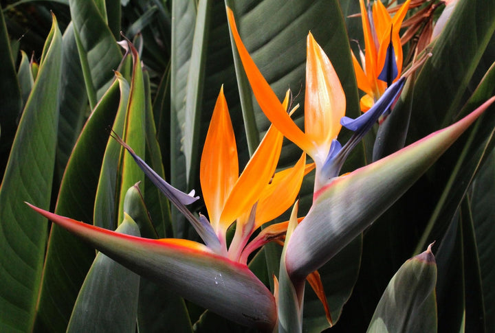 Orange Violet Strelitzia Flower Seeds for Planting – Compact Growth Heirloom Non-GMO High Germination Organic Garden Seeds