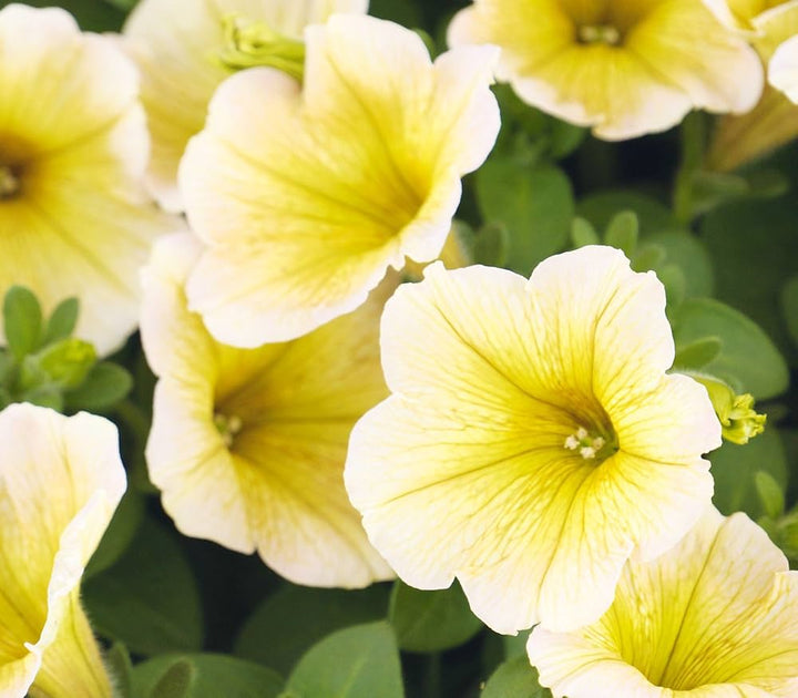 Petunia Flower Seeds for Planting Yellow & Cream – Heirloom, Non-GMO, High Germination Organic Garden Seeds