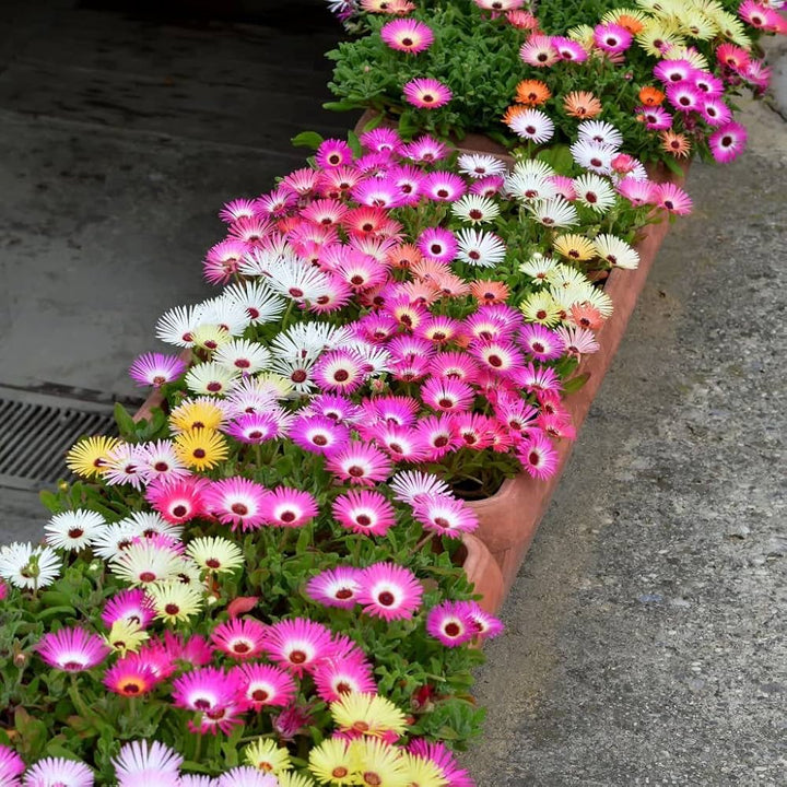 Flower Seeds, Seeds,Seeds For Planting,Plant Seeds