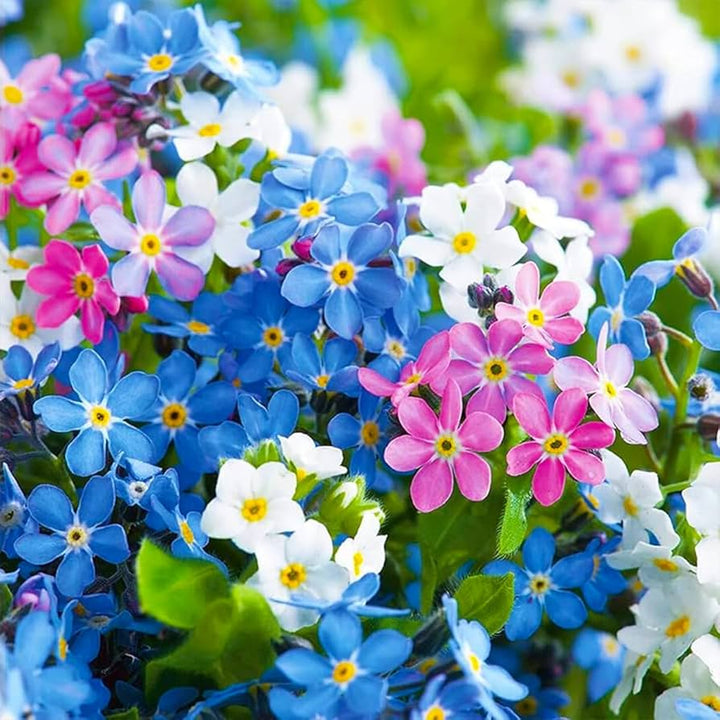 Mix Nezabudka Flower Seeds for Planting – Heirloom, Non-GMO, Sun Loving, High Germination