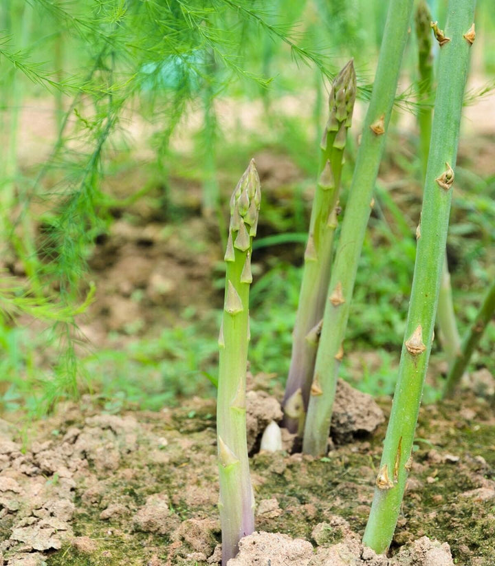 Mary Washington Asparagus Seeds – Heirloom Non-GMO Tender Perennial Vegetable Seeds for Planting