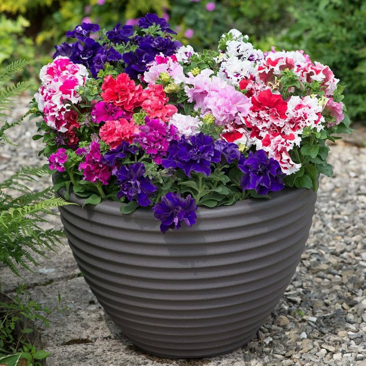 Mixed Colour Double Petunia Seeds for Planting – Heirloom, Non-GMO, High Germination Vibrant Blooms