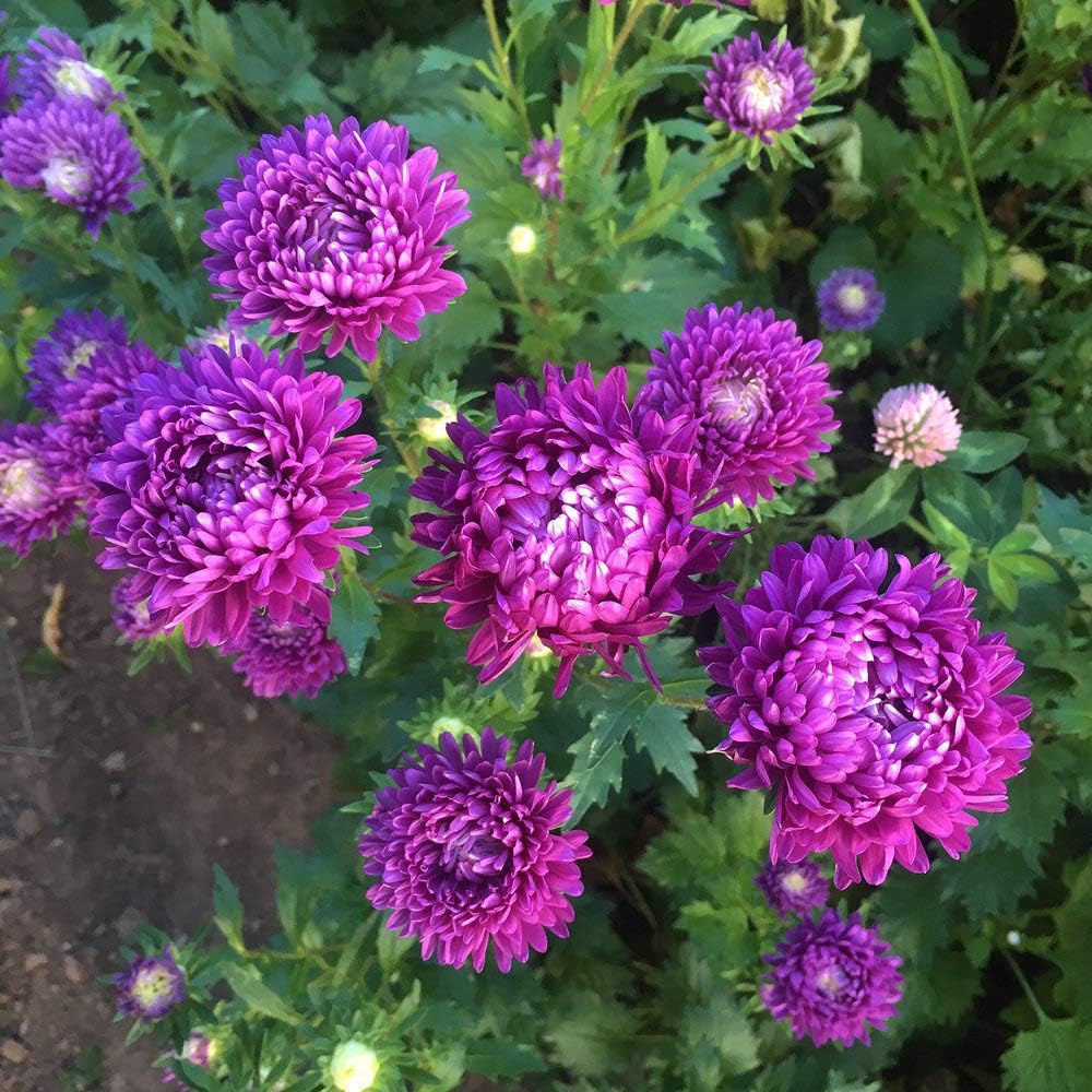 Flower Seeds, Seeds,Seeds For Planting,Plant Seeds