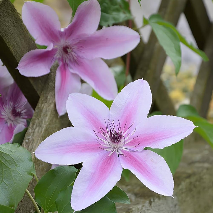 Baby Pink Clematis Flower Seeds for Planting - Heirloom, Non-GMO, High Germination Organic Garden Seeds