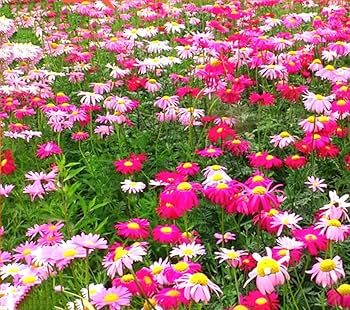 Mixed Pyrethrum Flower Seeds for Planting – Heirloom, Non-GMO Wildflower Mix, High Germination