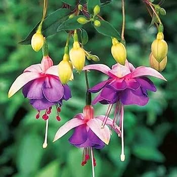 Purple Yellow Fuchsia Flower Seeds for Planting – Heirloom, Non-GMO, Easy to Grow, High Germination