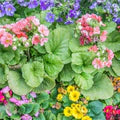 Mixed Malacoides Flower Seeds for Planting – Heirloom, Non-GMO, High Germination Organic Garden Seeds