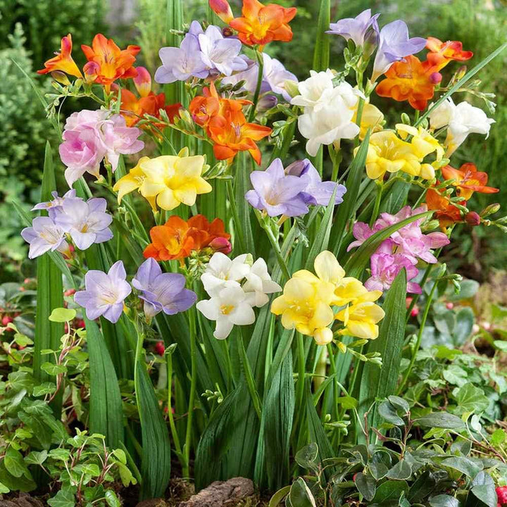 Flower Seeds, Seeds,Seeds For Planting,Plant Seeds