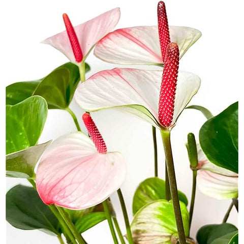 Flower Seeds, Seeds,Seeds For Planting,Plant Seeds