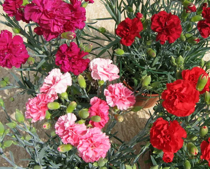 Carnation Double Mix Flower Seeds – Heirloom, Non-GMO, Vibrant Garden Blooms