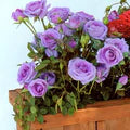 Violet Climbing Rose Flower Seeds for Planting – Heirloom, Non-GMO Compact-Growth Organic Garden Seeds