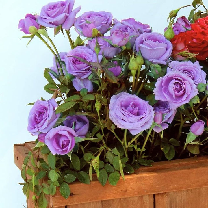 Semillas De Rosas Flower Seeds for Planting – Wildflower Mix, Heirloom, Non-GMO, High Germination Seeds