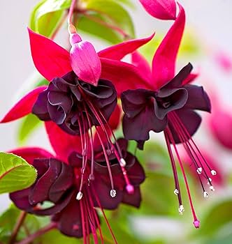Flower Seeds, Seeds,Seeds For Planting,Plant Seeds