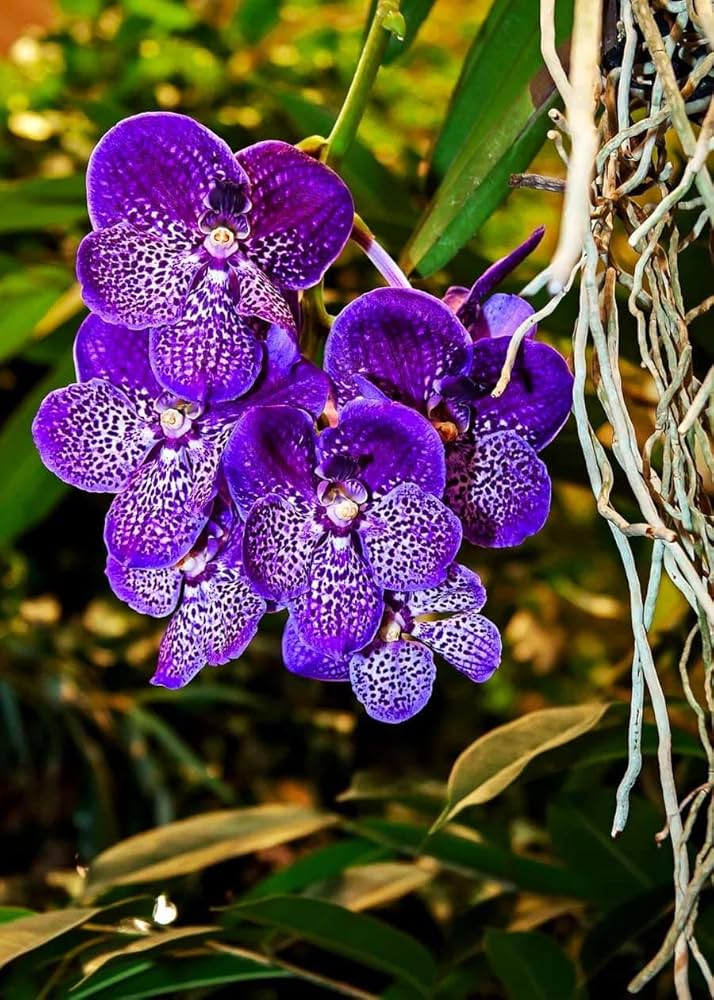 Violet Vanda Orchid Flower Seeds for Planting – Heirloom Non-GMO, High Germination Organic Garden Seeds