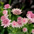 Pink Masterwort Flower Seeds for Planting – Drought-Tolerant Heirloom, Non-GMO, High Germination Garden Seeds