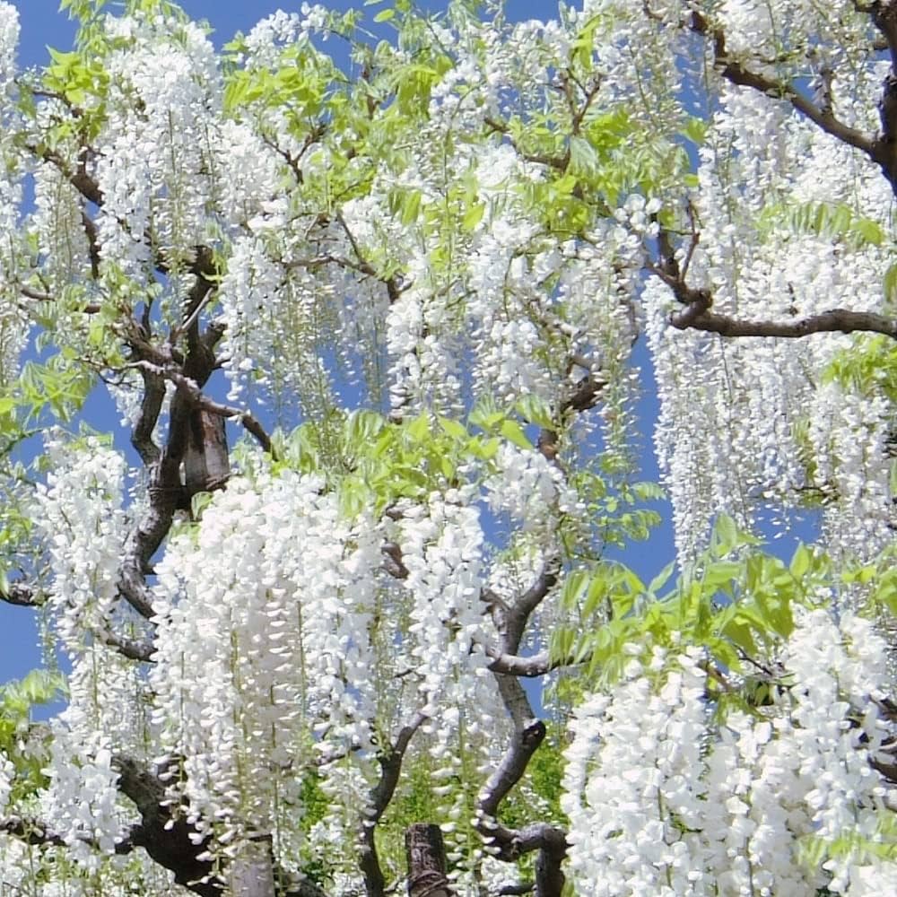 White Wisteria Flower Seeds for Planting – Heirloom Non-GMO, High Germination Organic Garden Seeds