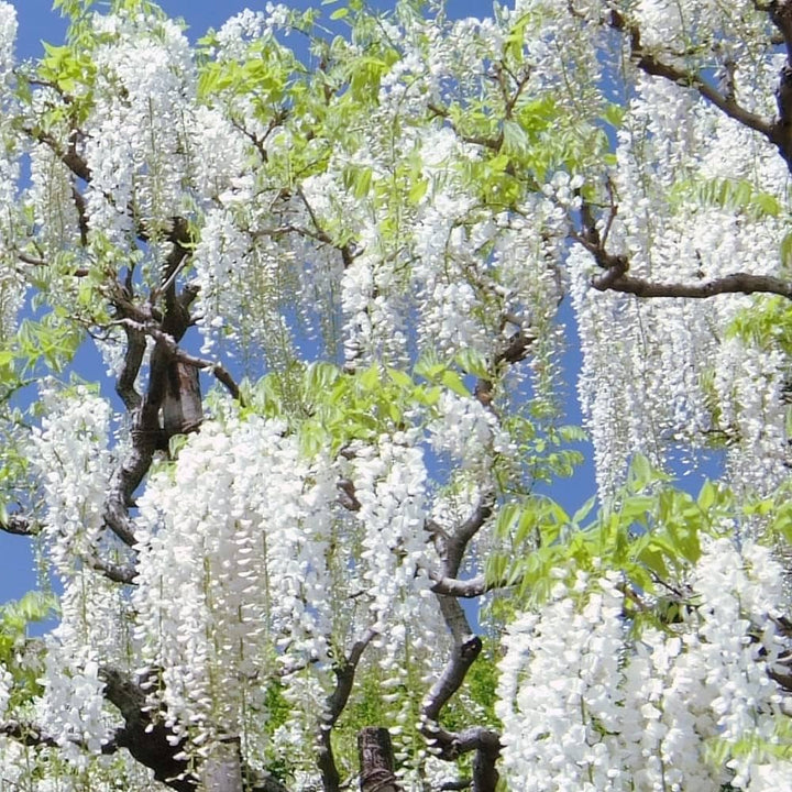 White Wisteria Flower Seeds for Planting – Heirloom Non-GMO, High Germination Organic Garden Seeds