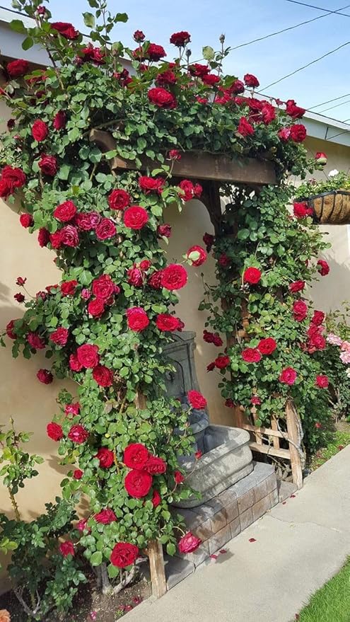 Red Climbing Rose Flower Seeds – Wildflower Mix, Heirloom, Non-GMO, High Germination Organic Garden Seeds for Planting