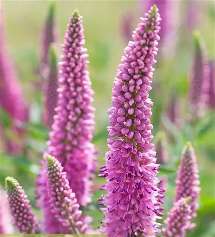 Flower Seeds, Seeds,Seeds For Planting,Plant Seeds