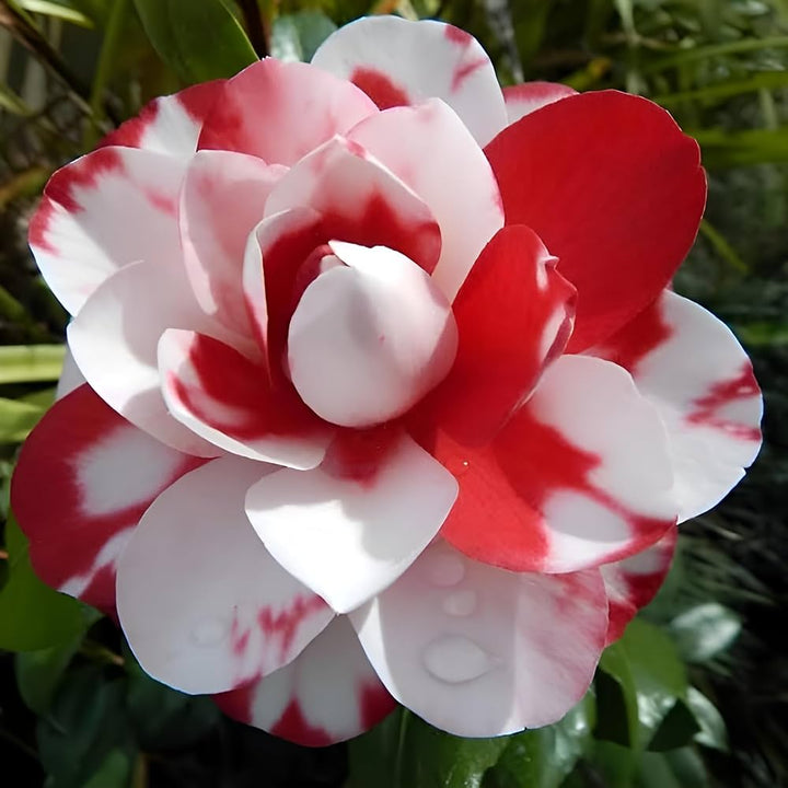 Red White Camellia Flower Seeds for Planting – Heirloom, Non-GMO, Organic Garden Seeds, High Germination