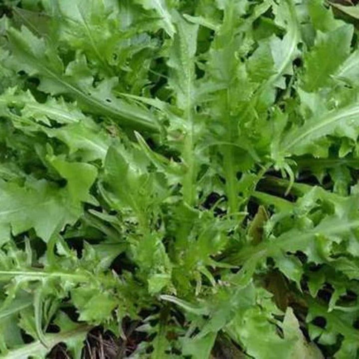 Vegetable Seeds,Garden seeds, Seeds For Planting,Plant Seeds