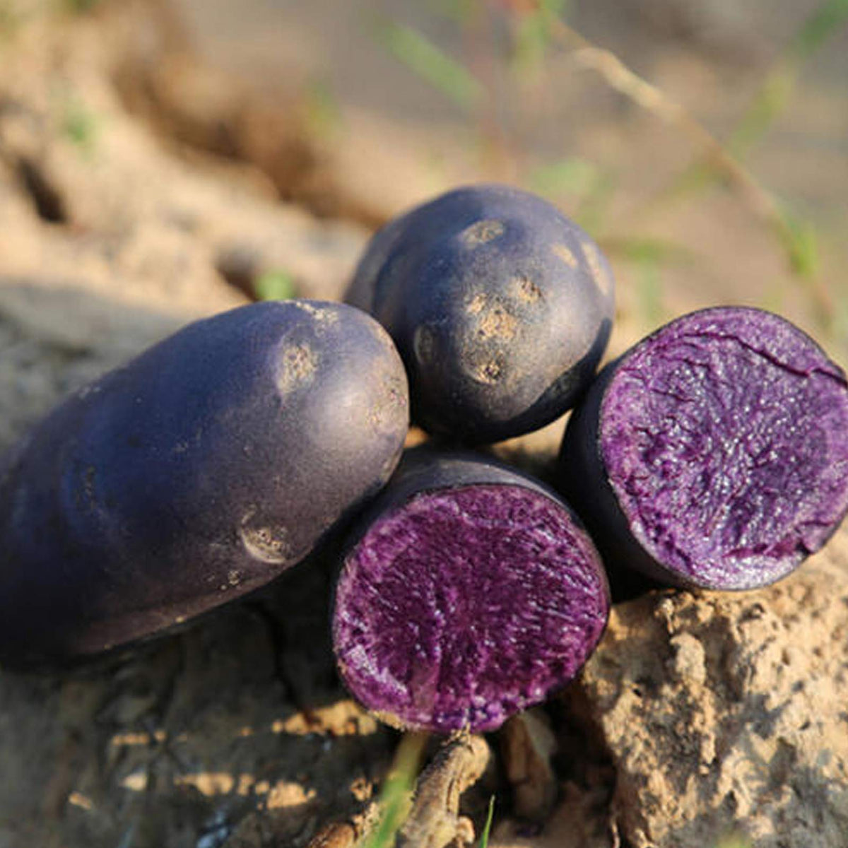 Kartoffel Vegetable Seeds for Planting – Heirloom & Non-GMO Seeds for Starchy Tubers and Bountiful Harvests