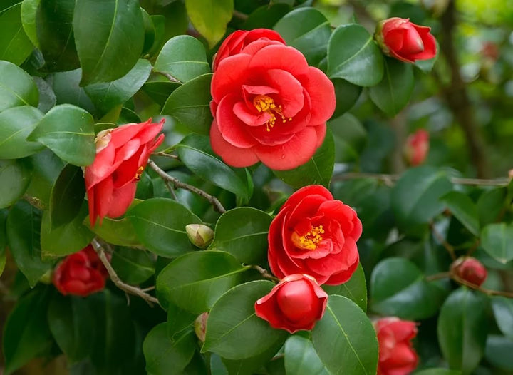 Light Red Camellia Flower Seeds for Planting – Heirloom Non-GMO Seeds, High Germination Organic Garden Seeds