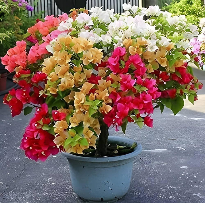 Mixed Bougainvillea Flower Seeds for Planting – Heirloom, Non-GMO, High Germination Seeds for Garden
