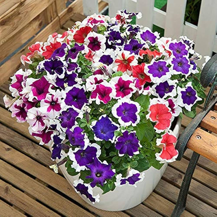 Mixed Double Petunia Flower Seeds for Planting – Heirloom, Non-GMO, High Germination Organic Garden Seeds