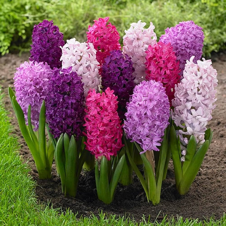 Hyacinthus Orientalis Flower Seeds for Planting | Heirloom Non-GMO Organic Garden Seeds
