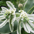White Green Euphorbia Marginata Flower Seeds for Planting – Heirloom, Non-GMO, High Germination Organic Garden Seeds
