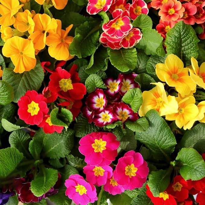 Flower Seeds, Seeds,Seeds For Planting,Plant Seeds