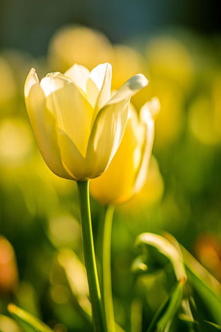 Flower Seeds, Seeds,Seeds For Planting,Plant Seeds