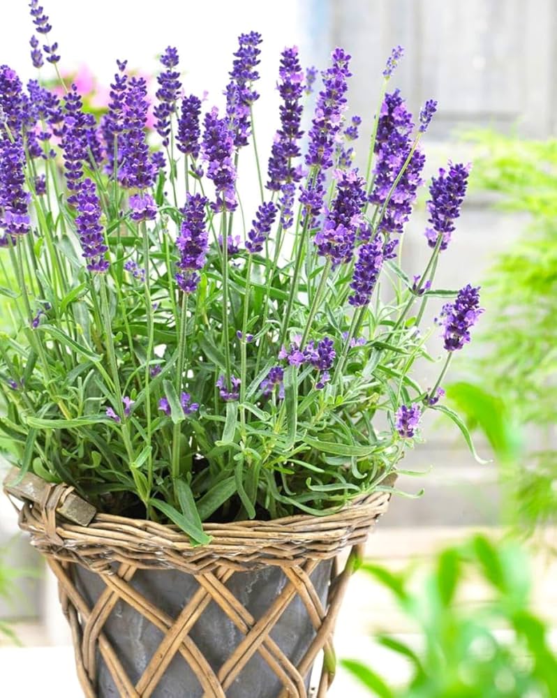 Provence Lavender Flower Seeds for Planting – Heirloom, Non-GMO, High Germination Organic Garden Seeds