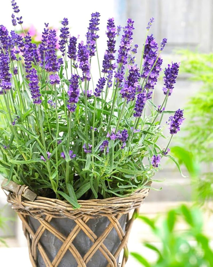 Provence Lavender Flower Seeds for Planting – Heirloom, Non-GMO, High Germination Organic Garden Seeds