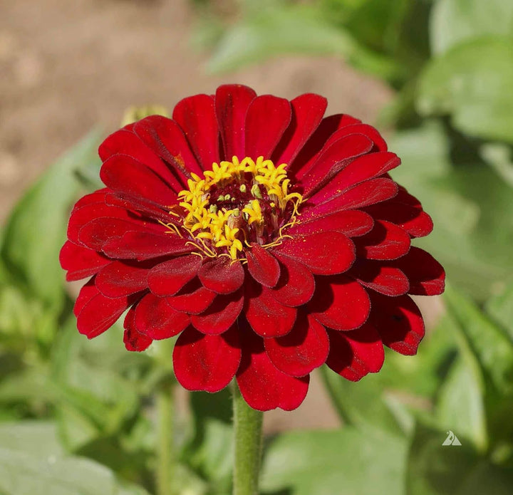 Flower Seeds, Seeds,Seeds For Planting,Plant Seeds
