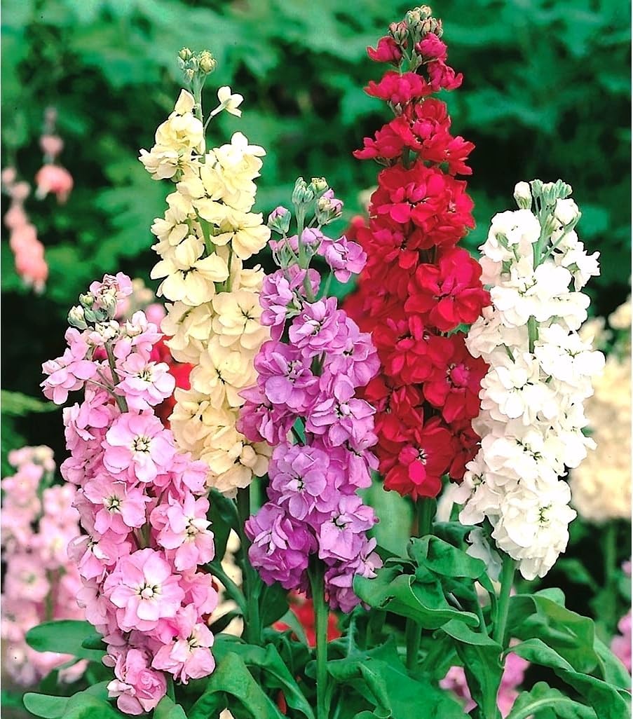 Mix Matthiola Incana Flower Seeds for Planting – Heirloom, Non-GMO, Seasonal Bloomer, High Germination