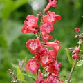 Red Penstemon Hartwegii Flower Seeds for Planting – Heirloom, Non-GMO, High Germination Organic Garden Seeds
