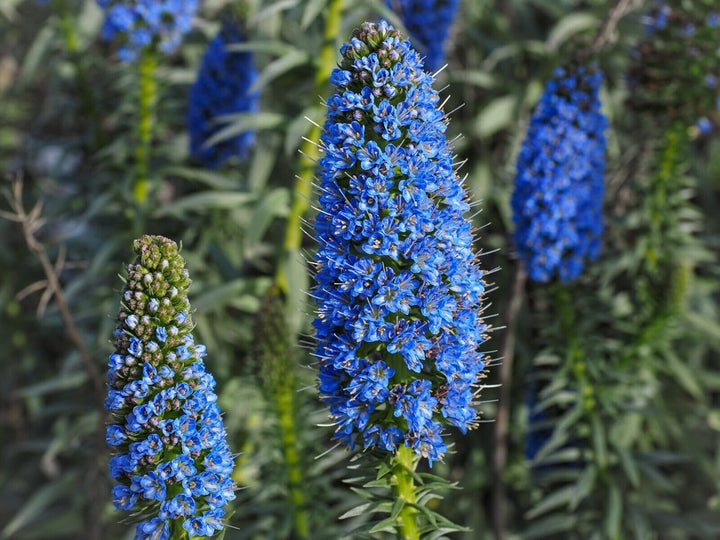 Flower Seeds, Seeds,Seeds For Planting,Plant Seeds