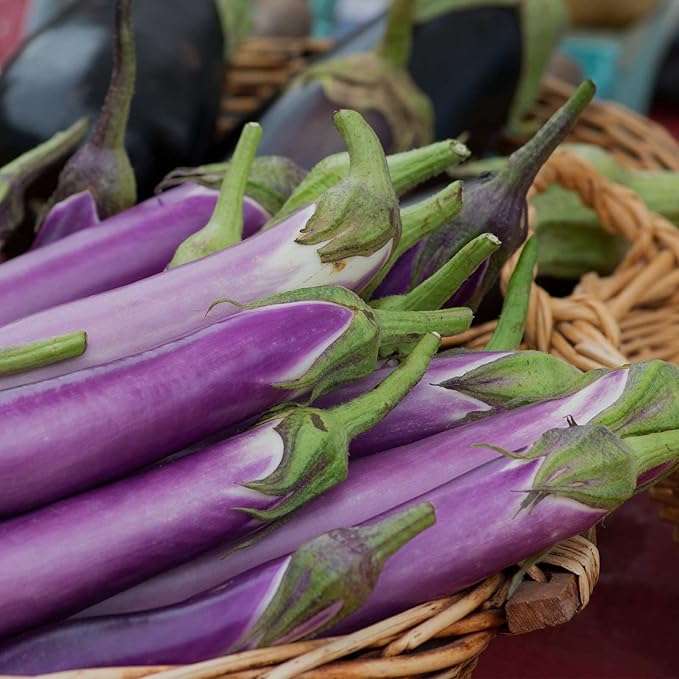 Millionaire Purple Eggplant Seeds for Planting – Heirloom Non‑GMO High Germination Organic Garden Seeds