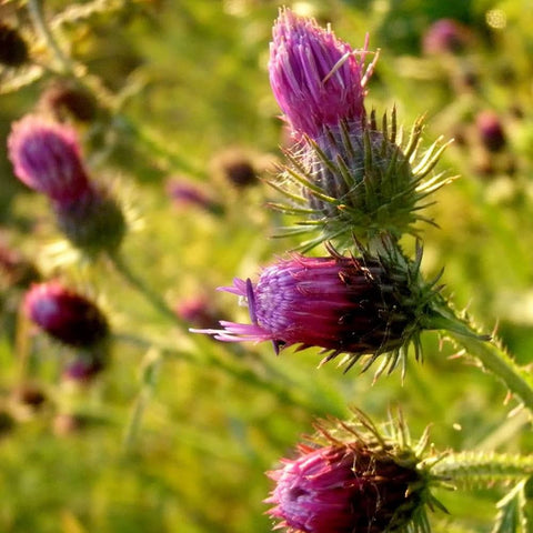 Flower Seeds, Seeds,Seeds For Planting,Plant Seeds