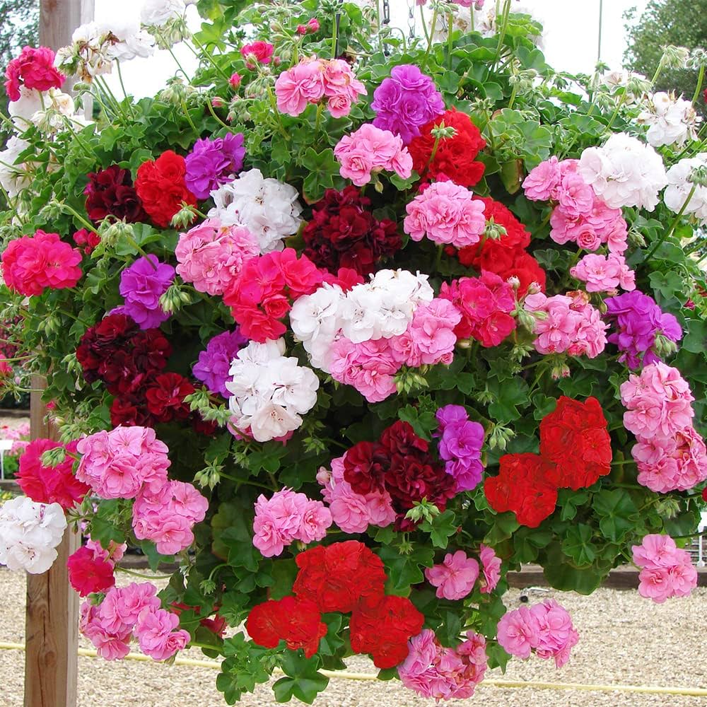 Mixed Color Geranium Flower Seeds for Planting | Heirloom Non-GMO High Germination