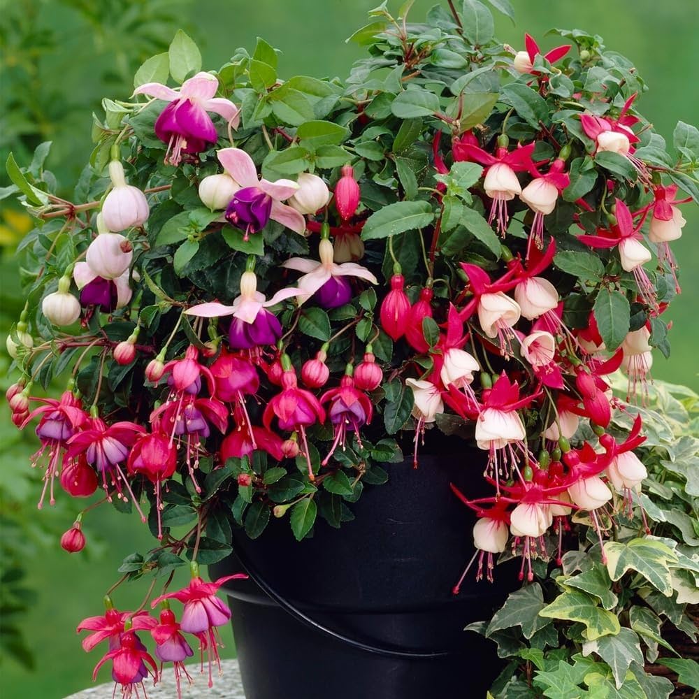 Mixed Colour Fuchsia Flower Seeds for Planting – Heirloom, Non-GMO, High Germination Organic Garden Seeds