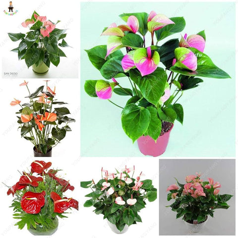 Flower Seeds, Seeds,Seeds For Planting,Plant Seeds