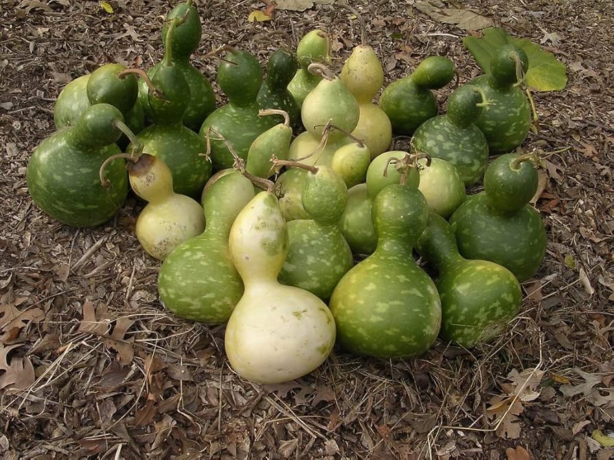 Green Birdhouse Gourd Vegetable Seeds for Planting – Heirloom & Non-GMO Seeds for Ornamental Craft Gourds
